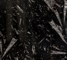 Заказать Блэк Фоссил (Black Fossil)